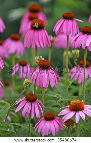 Group of Purple Cone flowers