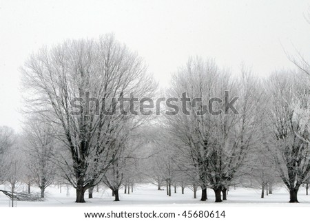 Trees and branches covered in hoar frost