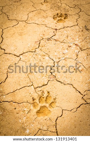 dog footprint on dry crack soil