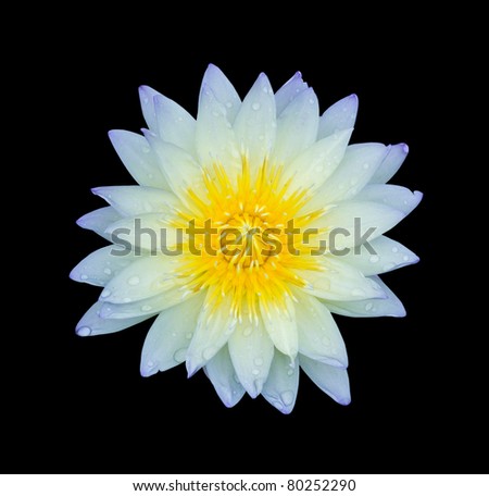 light blue lotus isolated