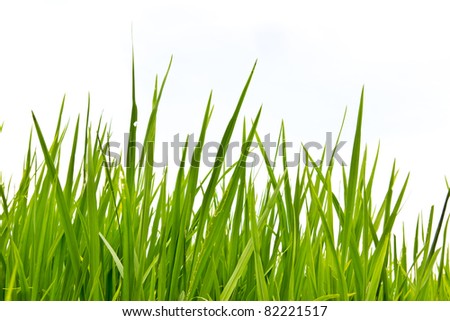 fresh spring green grass Isolated on white background