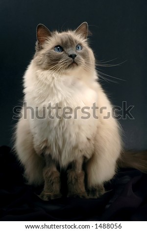 Ragdoll cat in seating position on black background