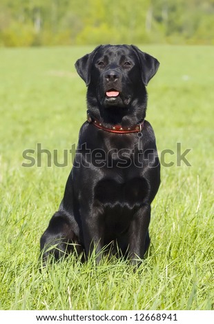 Black Labrador retriever portrait, sitting position, summer field