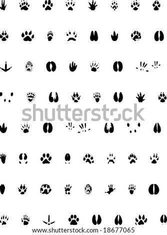 Animal Footprint Collection - Vector File - 18677065 : Shutterstock