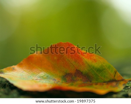 Beautiful colored leaf laying on the ground in the fall (very shallow DOF)