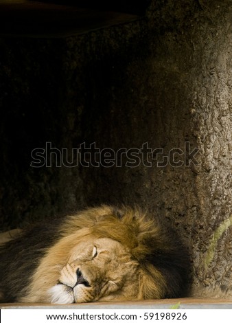 Sleeping lion (panthera leo) resting in the shadow