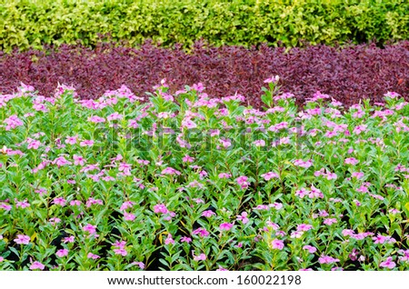 Pattern View of Decorative Beautiful Ornamental Plants Tree Tropical Landscape and  Flower in Nature Garden at Thailand