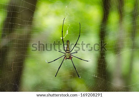 The Giant wood spider (Nephila maculata/nephila pilipes), AKA the Golden Orb Weaver or Banana Spider, is one of the largest spiders in the world & is known for it\'s striking black & yellow coloring.