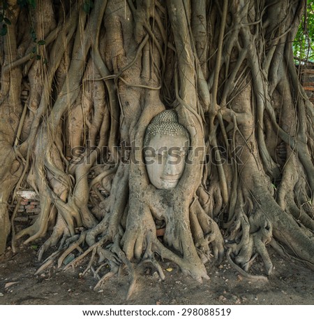Stone head of Buddha nestled in the embrace of bodhi tree\'s roots at Wat Mahathat, Ayutthaya, Thailand, World Heritage Site