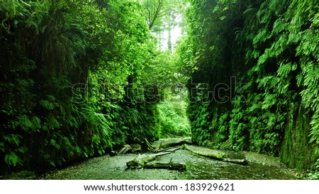 Redwood National Park 04 Moss covered wall in Fern Canyon California USA