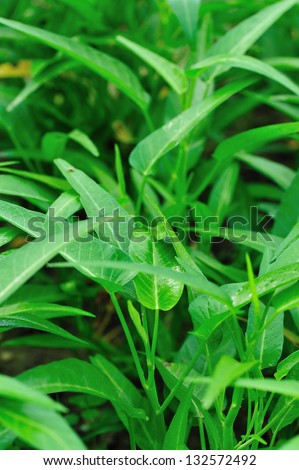 water spinach plants