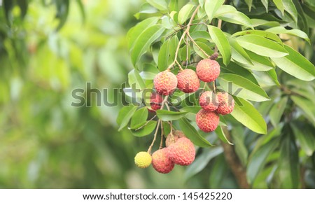 litchi fruits