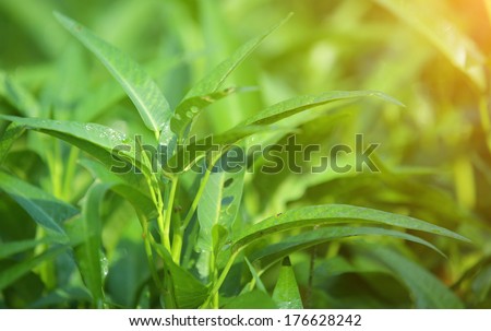 water spinach grow at field