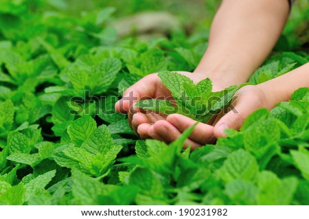 hands protect mint plant at vegetable garden