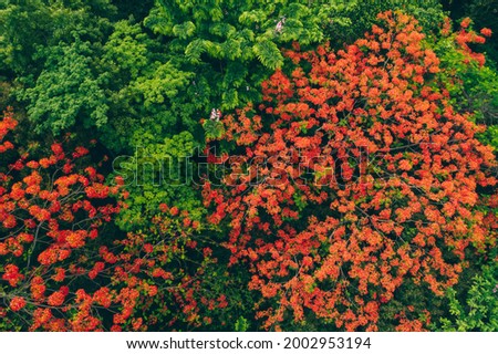Beautiful red royal poinciana or flamboyant flower (Delonix regia) in summer Foto stock © 