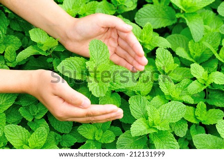 woman hands protect mint plant at vegetable garden