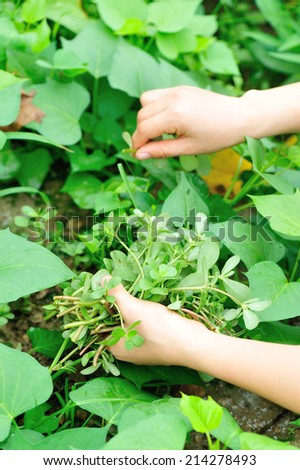 woman hands picking herb at garden