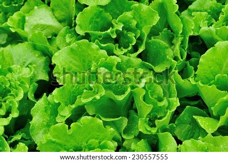 green lettuce plants grow in vegetable garden