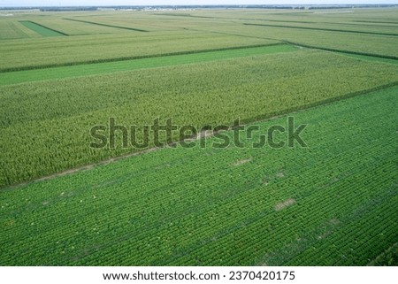 Similar – Image, Stock Photo Aerial View Of Vegetable Garden. Potato Plantation At Summer Day. Village Garden Beds