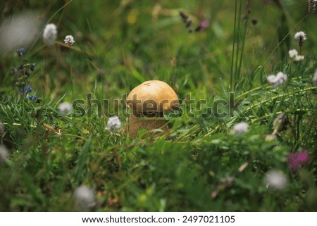 Similar – Image, Stock Photo Eine Wiese mit blühenden Kamillenblüten im Sonnenlicht.Der Fokus liegt auf einer einzelnen Blüte innerhalb der Wiese.