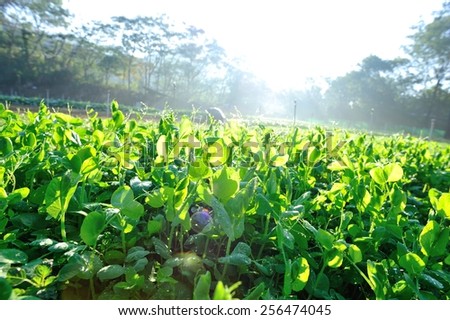 green pea crops in growth at vegetable garden