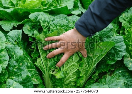 Similar – Image, Stock Photo Hands picking cabbage plant in vegetable garden. Top view. Copy space.