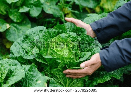 Similar – Image, Stock Photo Hands picking cabbage plant in vegetable garden. Top view. Copy space.