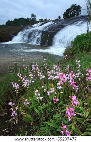 flower waterfall