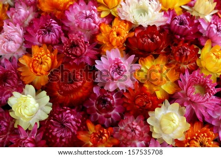 background  of multicolored autumn burgundy  flowers