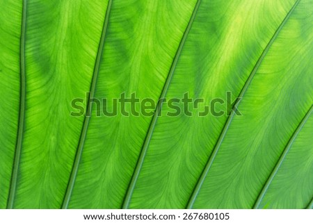 botany, nature, biology, eco and flora concept - green palm tree leaf