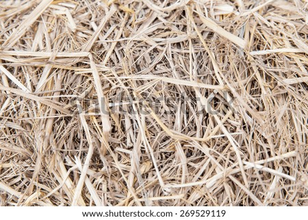agriculture, ecology and drought concept - dry grass or hay texture