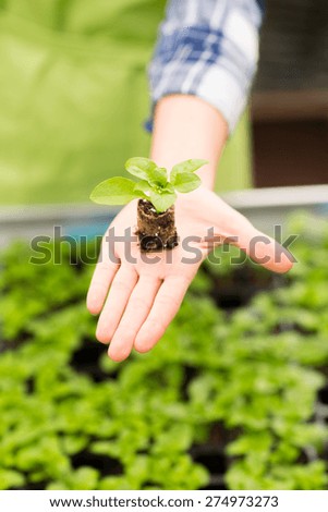 people, gardening, planting and profession concept - close up of woman hand holding seedling sprout at greenhouse