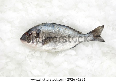 one fish called sparus aurata(gilt head bream) or dorade on ice