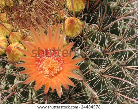 Orange bloom on barrel cactus