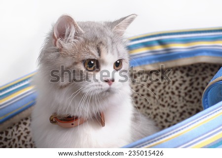 Persian cat in the bag