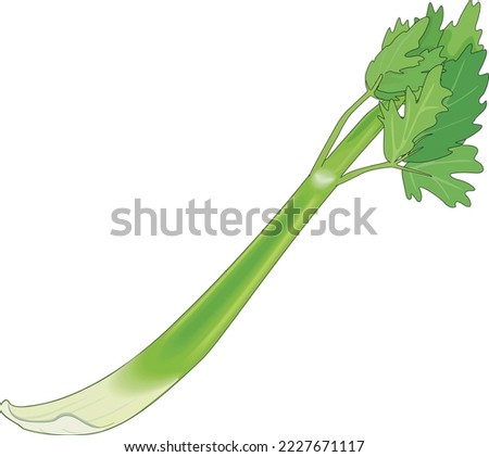Fresh Celery Stalk Vector Illustration Stock foto © 
