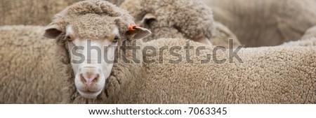 closeup view of an Australian merino sheep