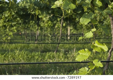 Vineyard in the Hunter Valley NSW Australia