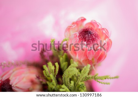Pink Protea Flower