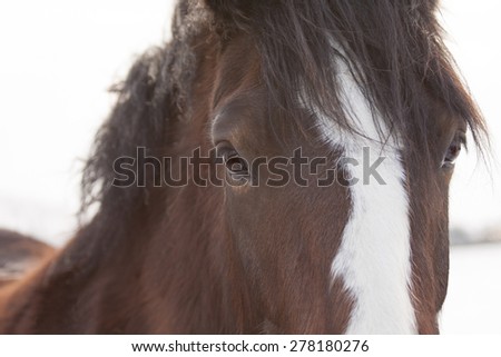 Horse, close up eye contact.