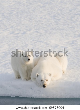 Two Polar Bears (Ursus maritimus). Longyearbyen, Svalbard, Norway