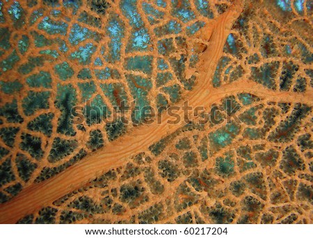Splendid knotted fan coral (Acabaria splendens). Ras Za\'atar, Ras Mohamed National Park, Sharm El Sheikh, South Sinai, Red Sea, Egypt.