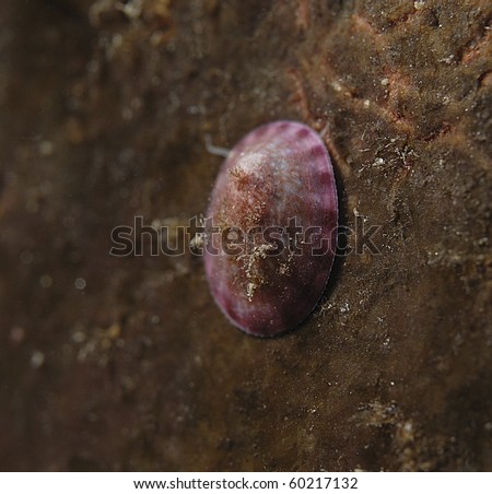 Smooth Tortoiseshell Limpe (tAcmaea virginea), pink/purple in colour on reddish brown background, St Abbs, Scotland, UK North Sea