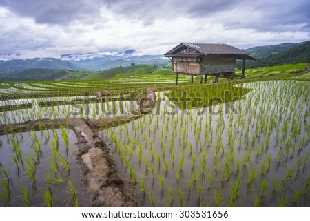 Rice terrace in rainy season. These can be seen in northern Thailand especially in Chiang Mai province, Thailand. Stating from July until the mid of November. It will be greener.