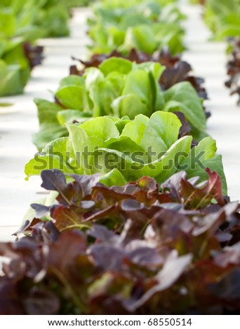 hydroponics vegetable that no use any ground for plant