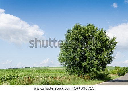 green field and tree