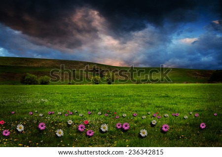 flower field in the night