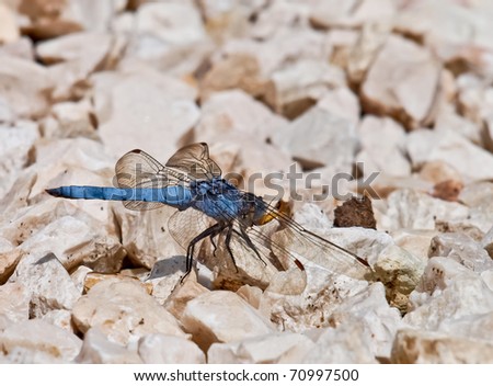 blue dragonfly eating insect