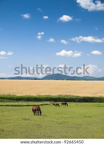 Horse on green field background