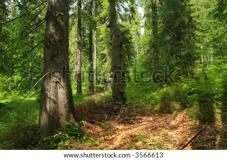 Similar – Image, Stock Photo Forest, fir forest, beech forest